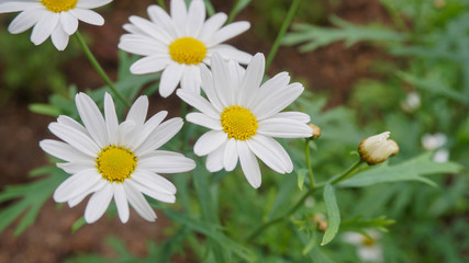 White flowers