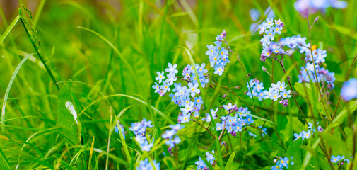 Beautiful little blue forget-me-nots in green grass