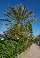Fototapeta na wymiar Boulevard in Sharm el-Sheikh. Egypt