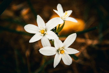macro of a white wild flower