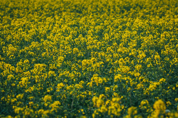 Obraz premium blooming rapeseed