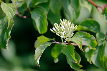 Fototapeta premium Die Blüte des Hartriegel-Strauches