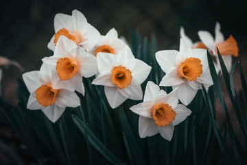 Obraz na płótnie Canvas iris flower