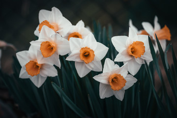 iris flower