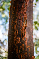 Almacigo tree, Bursera simaruba, with shiny red bark, known locally for its curative properties particularly as an infusion for stomach troubles, Vinales Valley, Cuba