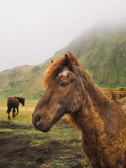 Icelandic horses in the field