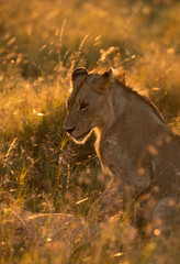 Obraz na płótnie Canvas A Lion during morning hours in Savanah, Masai Mara, Kenya