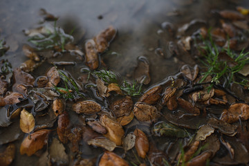 Natural background of water textures and dried cork oak leaves.