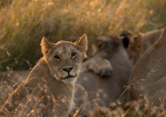 Portrait of a Lion during morning hours , Masai Mara, Kenya