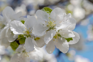Image of a blooming flower of apple tree. Blurry branches of blooming apple trees background. 