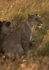 Closeup of a Lion during morning hours at Masai Mara, Kenya