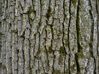 The bark of the trunk of an oak tree with remnants of moss in uniform illumination. Textured background.