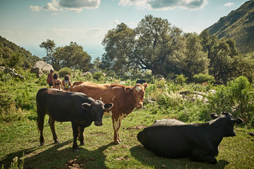 Vacas en el monte 1