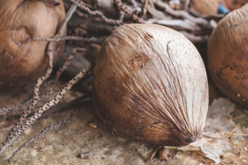 Dried coconut in the shell for making curry in Thai food