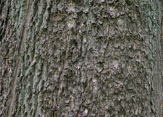 The bark of an ash tree trunk in uniform illumination. Textured background. Sharpness across the entire field of the frame