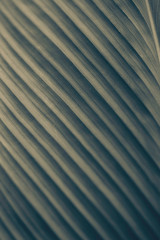 Fototapeta premium leaf line beauty background dark color vertical view