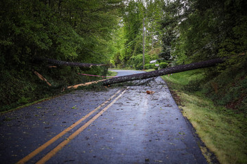 Tree in road