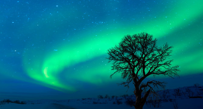Beautiful landscape with lone tree in the background aurora borealis