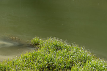 green grass at the edge of a pond