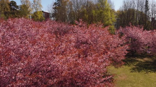 Helsinki Cherry Tree Blossom Aerial Closeup Camera Tracking 4K. Filmed at Roihuvuori Cherry Tree Park Mother's Day 2020. The place is Roihuvuoren kirsikkapuisto. Prores422 and more photos available