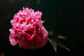 Pink peony in a black background.