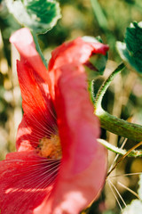 Hibiskus © MariaIsabelle