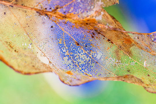 Closeup of a decomposing leaf against a colorful background