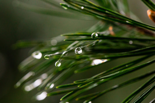 Closeup of Rain on Pine Needles