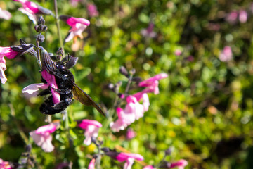 Large black bumble bee pollinating a pink salvia flower