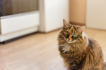 Cute furry cat sitting on the kitchen floor, blurred background. Soft focus. Copy-space