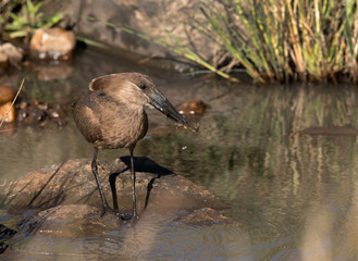 Hamerkop holding a frog, Masai Mara