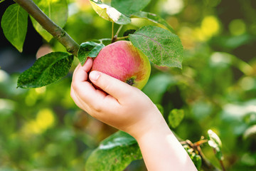 Red ripe apple on an apple tree branch and child's hand touching it in the garden. Apple harvest.