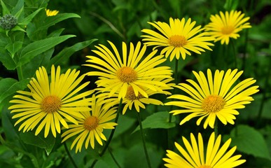 Yellow spring flowers in the garden