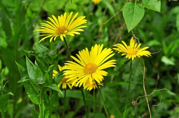 Three bright yellow flowers in the garden