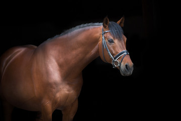 portrait of a horse