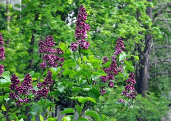 Obraz premium Purple lilac bush on a sunny day