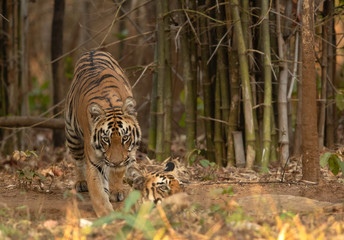 Tiger coming out from bamboo forest at Tadoba Andhari Tiger Reserve, India