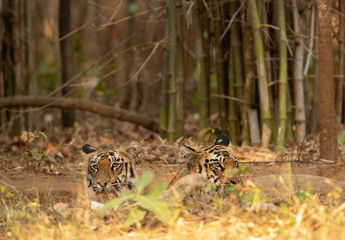Tigers in a water hole of bamboo forest at Tadoba Andhari Tiger Reserve, India