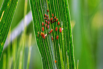 Blattläuse auf einem Weizen-Fahnenblatt im Frühjahr