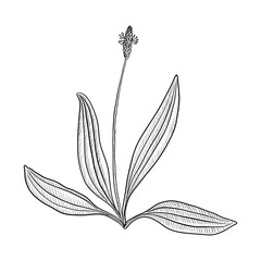 vector drawing plantain © cat_arch_angel