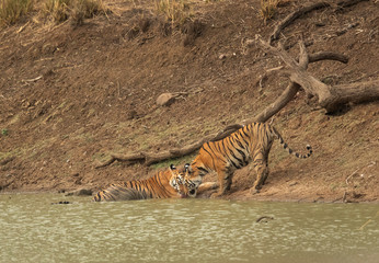 Naklejka na ściany i meble Tigers near a water hole of Tadoba Andhari Tiger Reserve, India