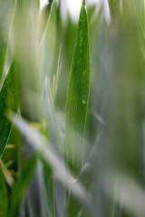 Makro eines Grünen Getreideblattes