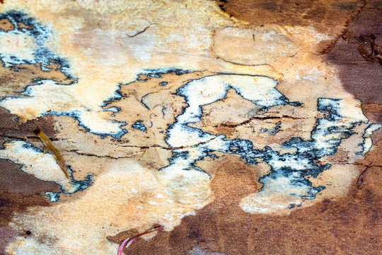 Close up of marbled tree bark