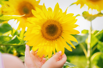 Sunflower in hands of little child in the garden in summer.