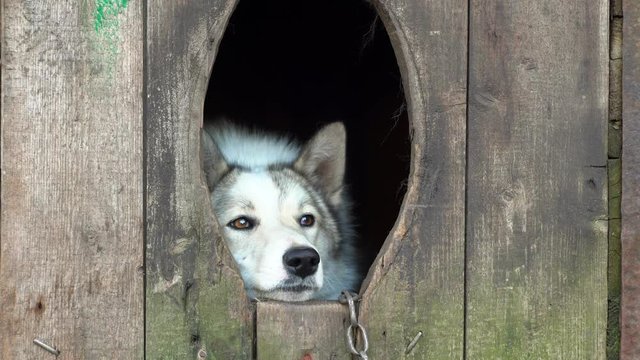 husky dog in a wooden doghouse on a chain. sad dog. animal abuse