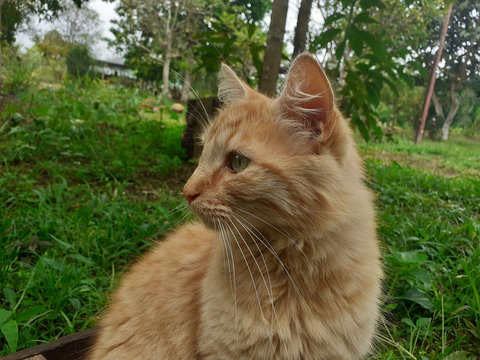 Gato atigrado naranja