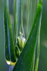 Makro eines Grünen Getreideähre mit Fahnenblatt