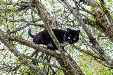 Black cat sitting on branches of tree shot from below