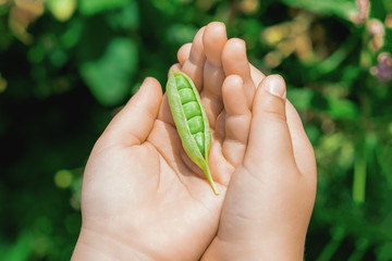 Open pod of pea in hands of a child in the garden in summer.