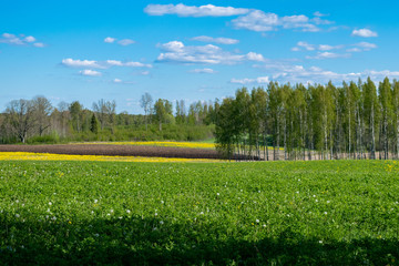Obraz premium Spring scenery with fields and birch trees